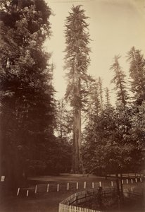 Giant Redwood, Santa Cruz tekijältä Carleton Watkins