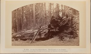 Calaverasin metsässä. Metsän isä tekijältä Carleton Watkins