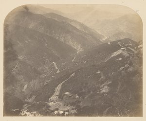 Josephine ja Pine Tree tekijältä Carleton Watkins