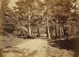 [Monterey, Kalifornia. Moss Avenue, 18 Mile Drive.] tekijältä Carleton Watkins