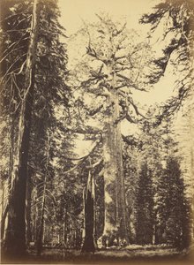  tekijältä Carleton Watkins