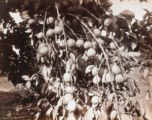 Nimetön [hedelmä puun päällä] tekijältä Carleton Watkins