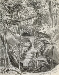 Viidakkotutkimus, 1800-luku