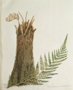 Tutkimus saniaisesta, 1800-luku