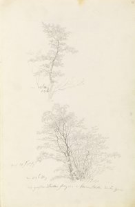 Ryhmä nuoria puita tekijältä Caspar David Friedrich
