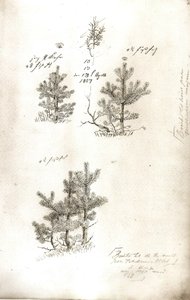 Pines tekijältä Caspar David Friedrich