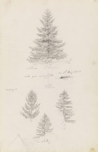 Kuusi ja kolme tutkimusta kuusesta tekijältä Caspar David Friedrich