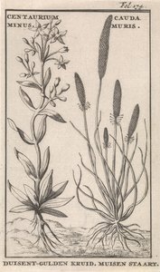 Centaury ja hiiren häntä Centaurium Miinus. Cauda Muris Duisent-Guilder Herb. Hiiren häntä (otsikko esineessä)