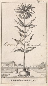 Keisarillinen kruunu Corona Imperialis / Keiserin kruunu (otsikko esineessä) tekijältä Caspar Luyken