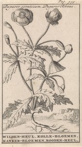 Unikko Papaver erraticum, Papaver Rhoeas / Wilden-heul. Kollen kukkia. Syövän kukkia. Roodenheul (otsikko esineessä)