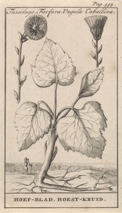 Coltsfoot yskänyrtti Tussilago, Farfara, Ungula Caballina / Hoof Leaf, Yskäyrtti (otsikko esineessä) tekijältä Caspar Luyken