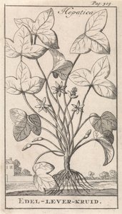 maksan yrtti Hepetica / Noble-Liver-Herb (otsikko esineessä) tekijältä Caspar Luyken