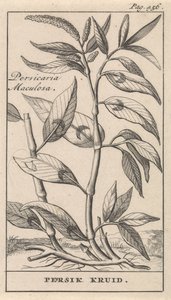 persikka mauste Persicaria Maculosa / Persik Herb (otsikko esineessä) tekijältä Caspar Luyken
