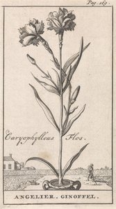 Nimilehti ja kahdeksan kukkakuvaa Anjelier Caryophylleus Flos / Angelier. Ginoffel (otsikko esineessä) tekijältä Caspar Luyken