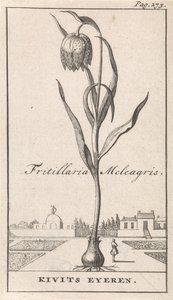 Nimilehti ja kahdeksan kukkakuvaa Kievitsbloem Fritillaria Meleagris / Kivits Eyeren (otsikko esineessä) tekijältä Caspar Luyken
