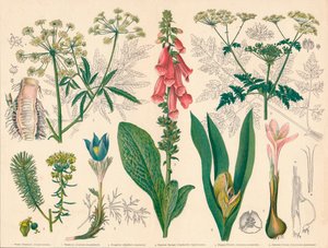 "British Poisonous Plants", 1800-luvun puolivälissä. tekijältä Cassell and Co