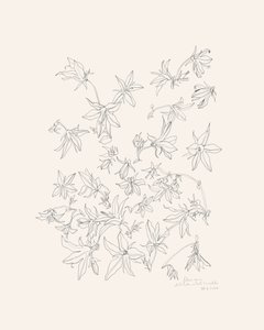 Kasvitieteellinen kukkien tutkimus