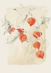  tekijältä Catalina Somolinos