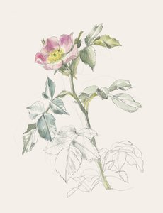 Hellävarainen vaaleanpunainen villiruusu tekijältä Catalina Somolinos