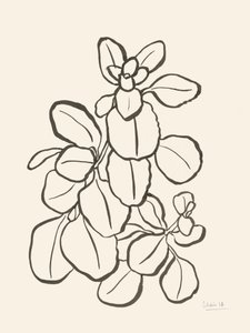 Orgaaninen lehtipiirros