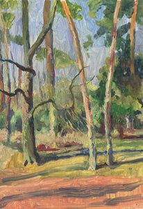 Auringonvalossa kylpevä metsäpolku