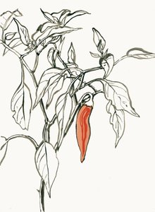 Värikäs chili-piirros tekijältä Catalina Somolinos
