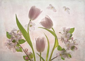 Vaaleanpunaiset tulppaanikukat