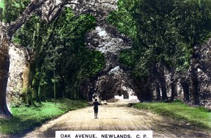 Oak Avenue, Newlands, Johannesburg, Gauteng, Etelä-Afrikka, 1920-luku. tekijältä Cavenders Ltd