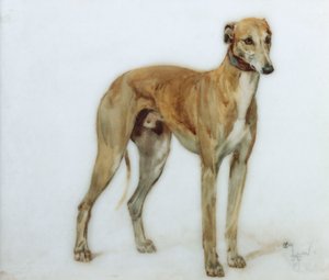Fawn Greyhound, 1897