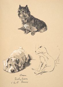 Cairn, Sealyham ja bullterrieri, 1930, Kuvituksia hänen luonnoskirjastaan, jota käytettiin julkaisussa Just among Friends, Aldin, Cecil Charles Windsor (1870-1935), myöhemmin julkaissut Eyre and Spottiswoode Limited, 1934 tekijältä Cecil Charles Windsor Aldin