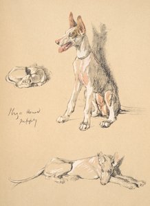 Ibiza Hound Puppy, 1930, piirroksia hänen luonnoskirjastaan, käytetty Just among Friends, Aldin, Cecil Charles Windsor (1870-1935), myöhemmin julkaissut Eyre and Spottiswoode Limited, 1934, Chalk ja Ch tekijältä Cecil Charles Windsor Aldin