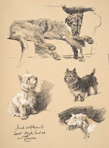 Irish Wolfhound, West Highlander and Cairn, 1930, kuvituksia hänen luonnoskirjastaan, jota käytettiin 