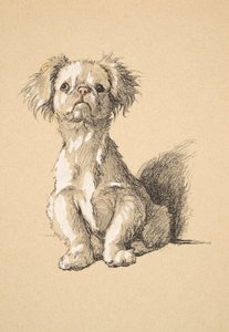 Peke, 1930, Kuvituksia hänen luonnoskirjastaan, jota käytettiin teokselle Just among Friends, Aldin, Cecil Charles Windsor (1870-1935), myöhemmin julkaissut Eyre and Spottiswoode Limited, 1934, Liitu ja puuhiili paperilla tekijältä Cecil Charles Windsor Aldin