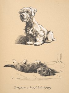 Sealyham and Rough Dachshund Puppy, 1930, Kuvituksia hänen luonnoskirjastaan, käytetty Just among Friends -julkaisussa, julkaissut myöhemmin Eyre and Spottiswoode Limited, 1934 (liitu ja puuhiili paperilla) tekijältä Cecil Charles Windsor Aldin