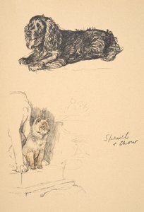 Spaniel and Chow, 1930, Illustrations from his Sketch Book used for Just Among Friends, Aldin, Cecil Charles Windsor (1870-1935), myöhemmin julkaissut Eyre and Spottiswoode Limited, 1934, Chalk and Char. tekijältä Cecil Charles Windsor Aldin