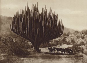 Meksiko: Candeleron muotoinen kaktus, Oaxaca (m/v kuva)