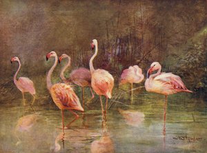 Flamingot (väri litho) tekijältä Charles (after) Whymper