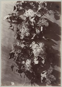 Estudi de flors amb acabat de branques