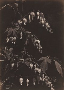 Floral Still Life Bleeding Hearts, c. 1865.