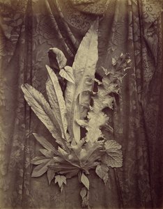 [Study of Leaves on a Background of Floral Lace], 1864. tekijältä Charles Aubry