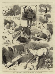 Broncho Horses Royal Aquariumissa