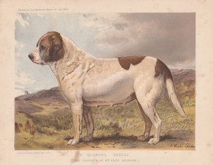 St. Bernard "Abbess".