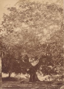 Keisari Kaarle V:n pähkinäpuu, Yuste, 1858.