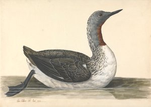 Punakurkainen sukeltaja, kesäkuu 1742 tekijältä Charles Collins