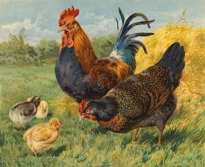 Kanat (chromolitho)