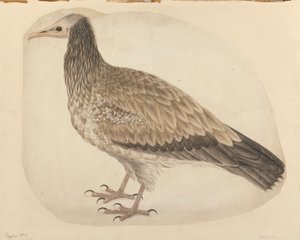 Egyptin korppikotka tekijältä Charles Collins