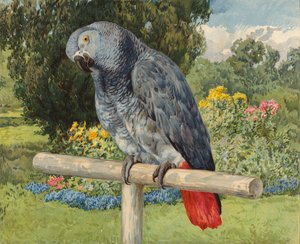 Harmaa papukaija (chromolitho) tekijältä Charles Collins