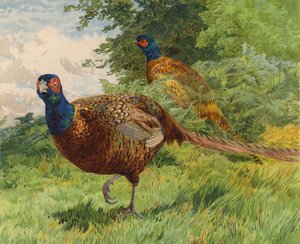 Fasaanit (chromolitho)
