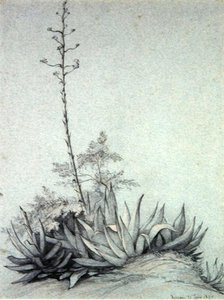 Kukkiva Yucca tekijältä Charles Damour
