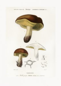Sieni (Boletus circinans) tekijältä Charles Dessalines D